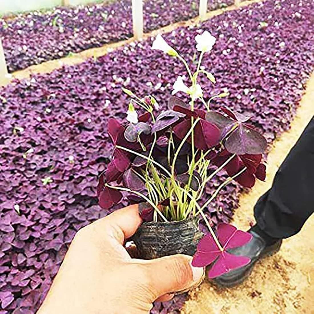 Gorgeous Purple Shamrock Bulbs – 10 Oxalis Triangularis for Your Garden Oasis