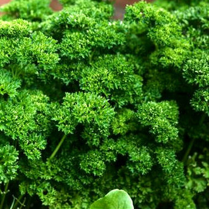 Dark Green Italian Parsley Seeds 1000+ Flat Leaf Herb NON-GMO USA FREE SHIPPING