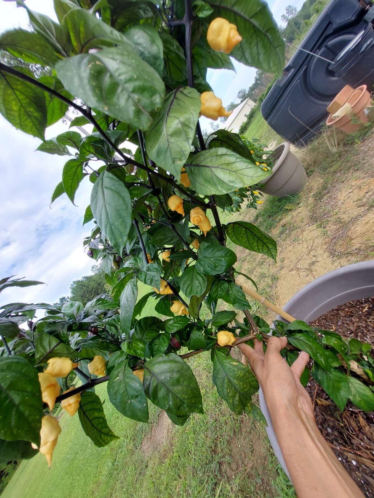 (15) Reaper Pink Peach pepper seeds! free ship ! Hot !