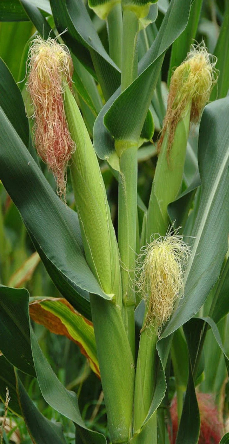 Japanese White Hulless Popcorn Seeds | Popping Ornamental Field Corn Seeds 2023