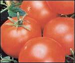 Tomato Homestead 250 seeds