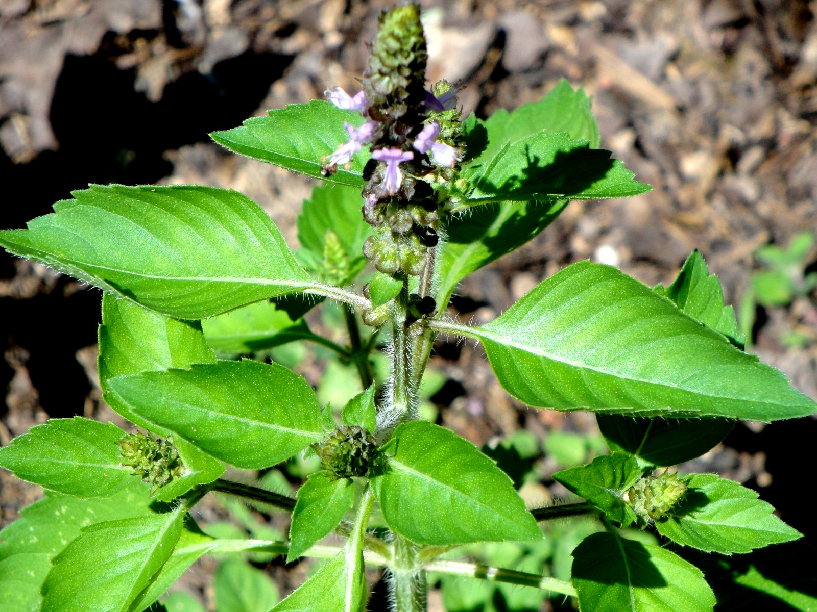 Kapoor Tulsi Holy Basil Ocimum sanctum 200seeds Edible Medicinal 2025 Organic