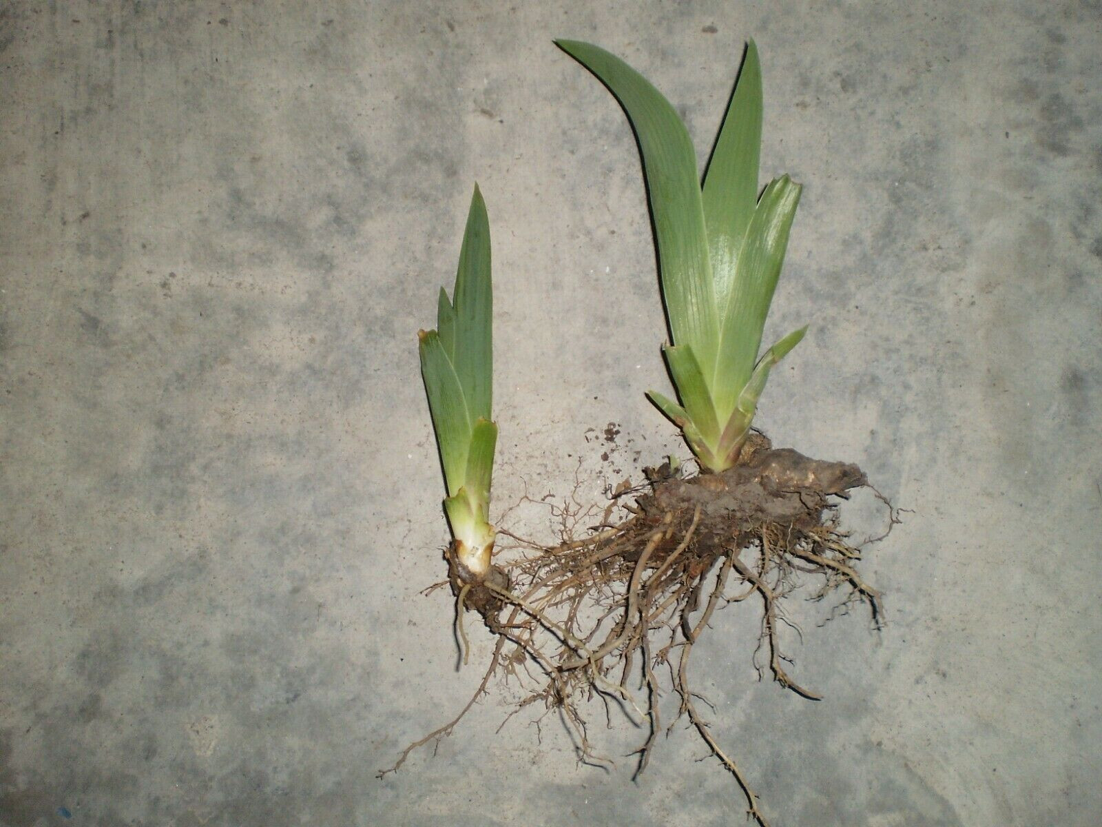 Lot of 6 Purple German Bearded Iris Rhizomes / Roots ~ Starter Plants