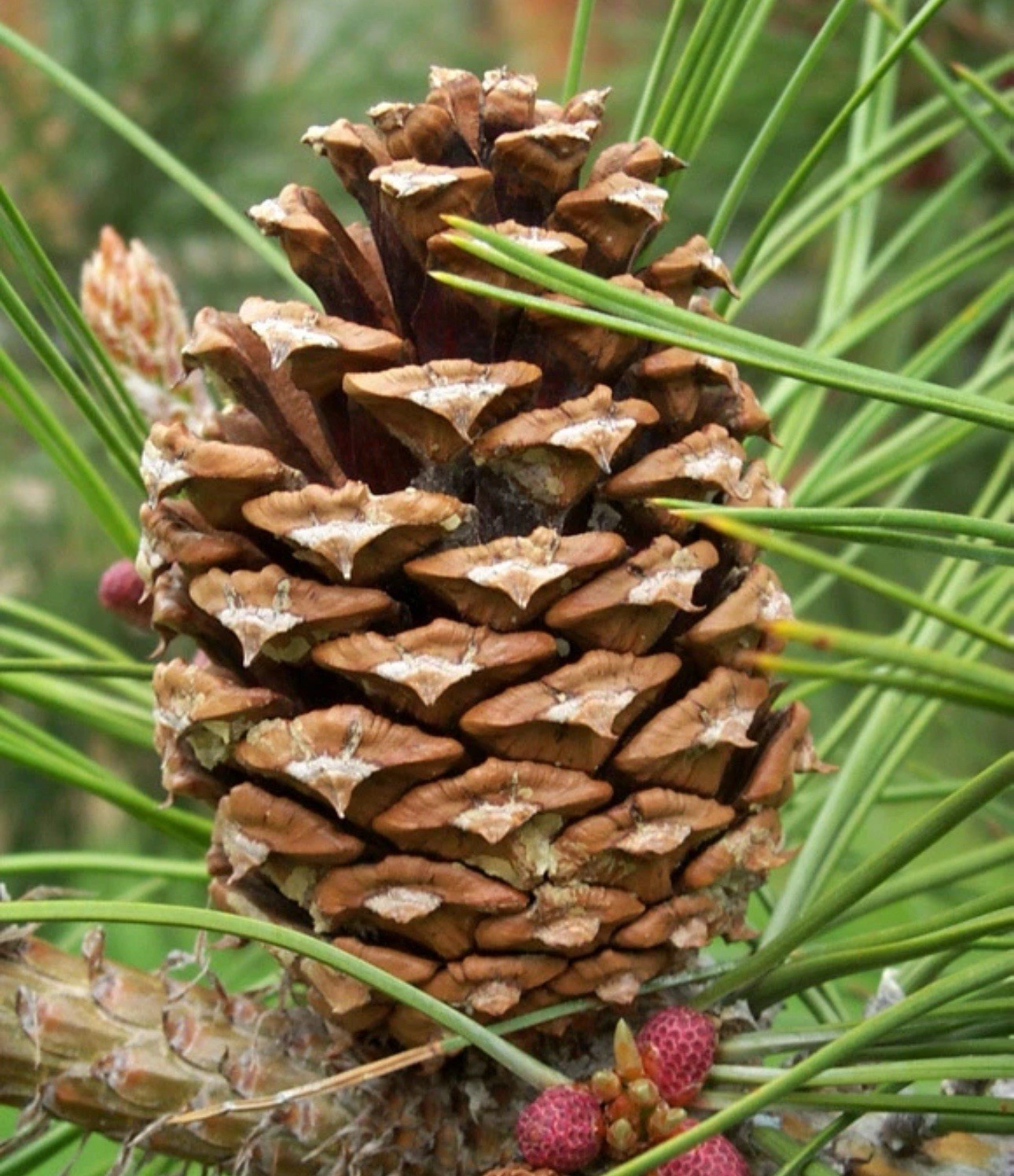 50 Ponderosa Pine, Pinus ponderosa, Tree Seeds Hardy Evergreen Feed Horses Hay