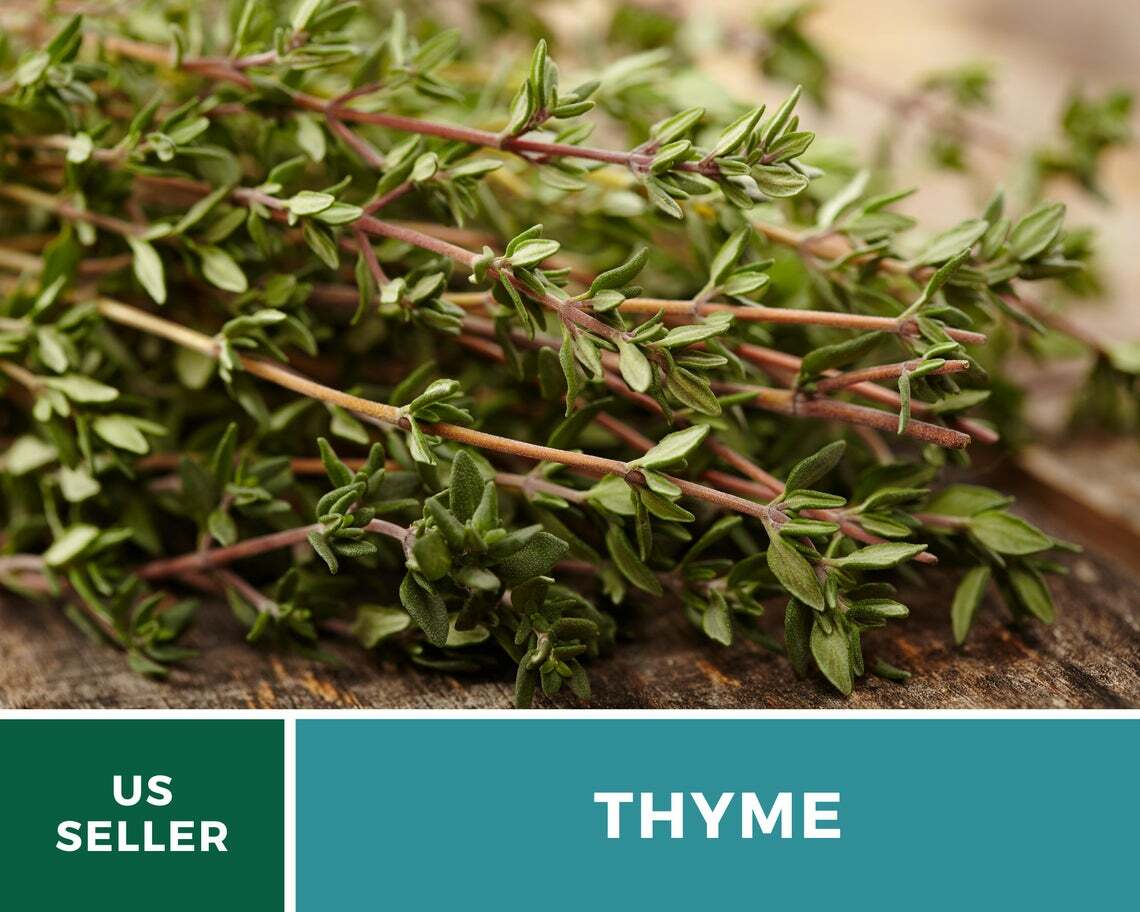 Thyme – 50 Seeds – Medicinal & Culinary Herb – GMO Free (Thymus Vulgaris)