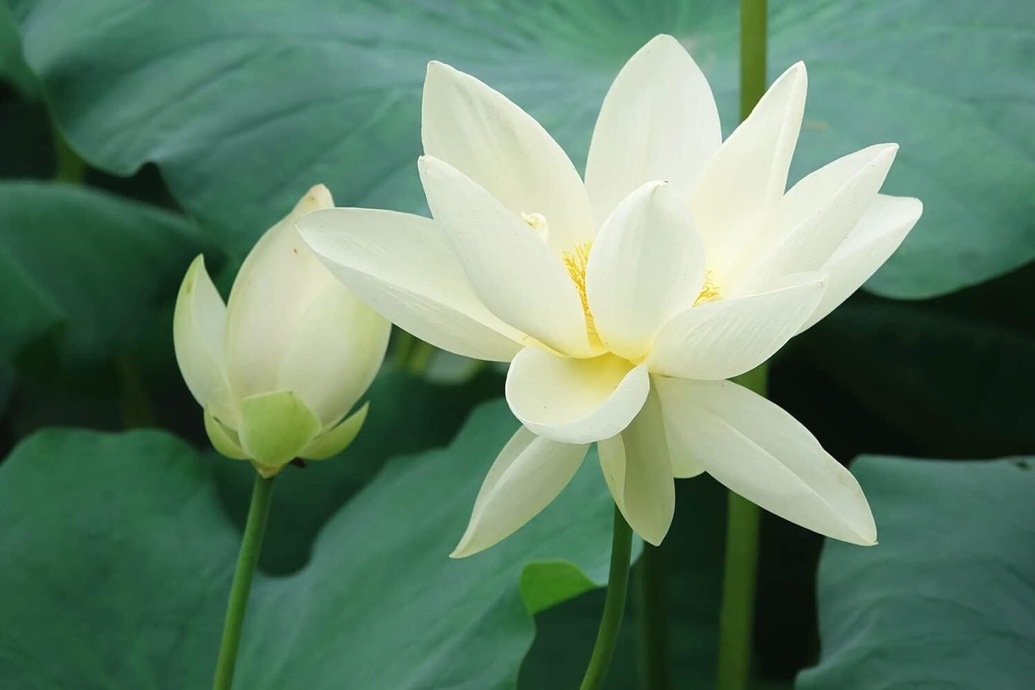 Seasonal 30PCS Bonsai Lotus Seeds – Grow Your Own Aquatic Flowering Plants