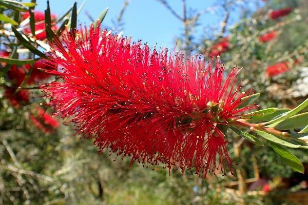 Callistemon rigidus | Stiff or Erect Bottlebrush | 100 Seeds