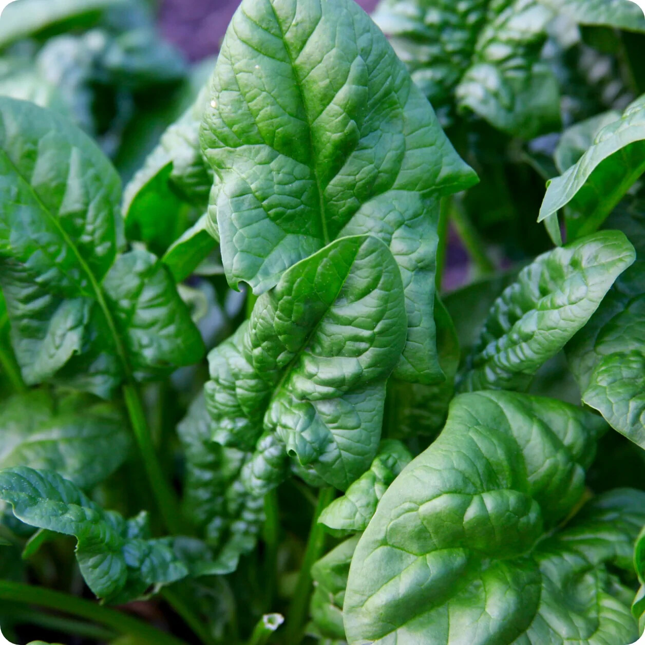 SPINACH SEED, BLOOMSDALE LONG STANDING, HEIRLOOM, ORGANIC, NON GMO, 2024 SEASON