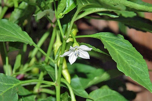 Capsicum annuum | Kashmiri Chilli | 100 Seeds