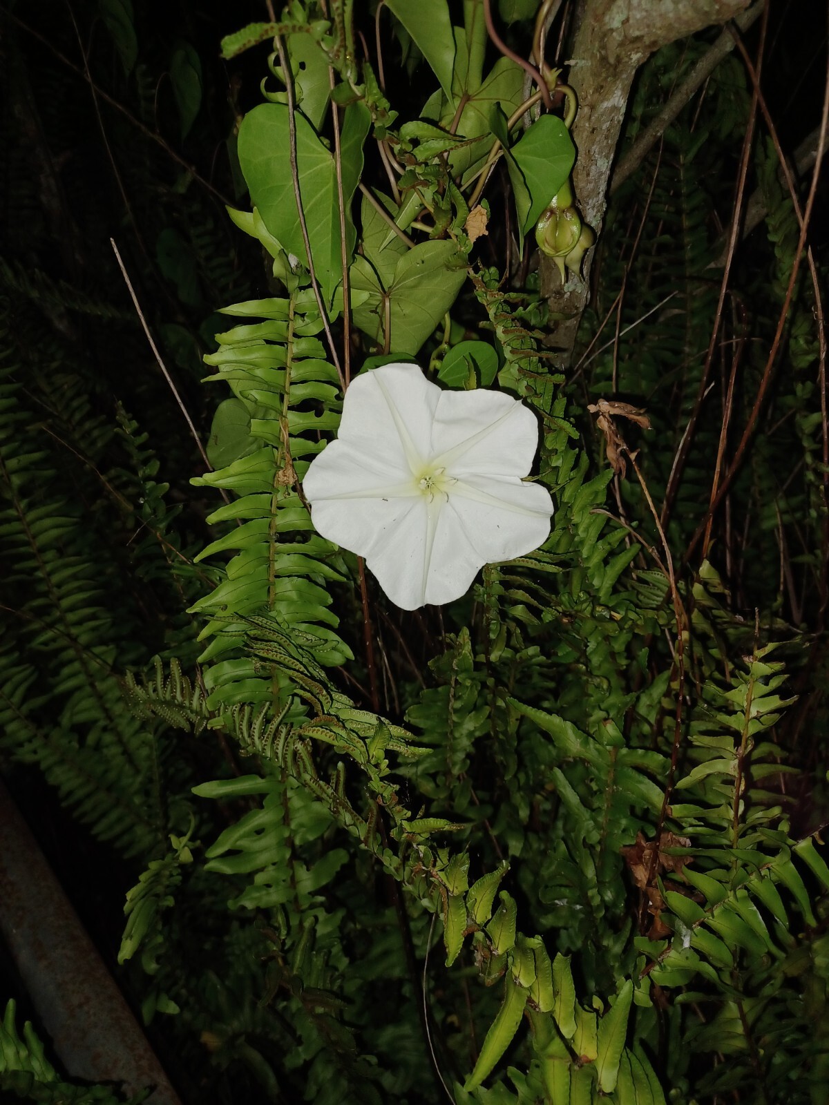 Moonflower Seeds | Huge Tropical White Night Blooming Flower Seed 2022