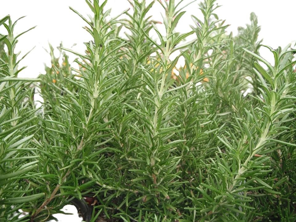 Rosemary Seeds, NON-GMO, Heirloom 50 seeds Free Shipping!