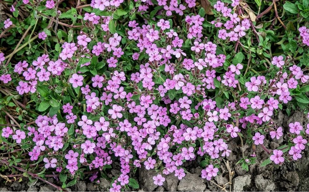 300pcs Pink Rock Soapwort Seeds Groundcover Trailing Container Baskets