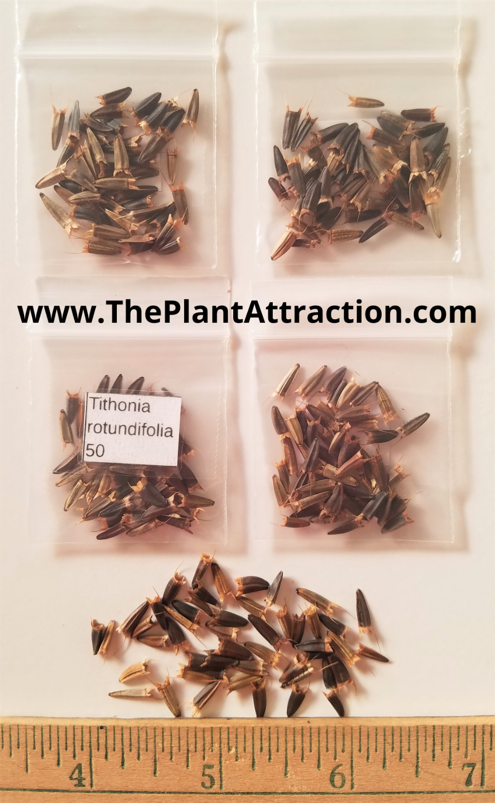 Tithonia Rotundifolia 50 Seeds, Mexican Sunflower Herb Daisy Shrub
