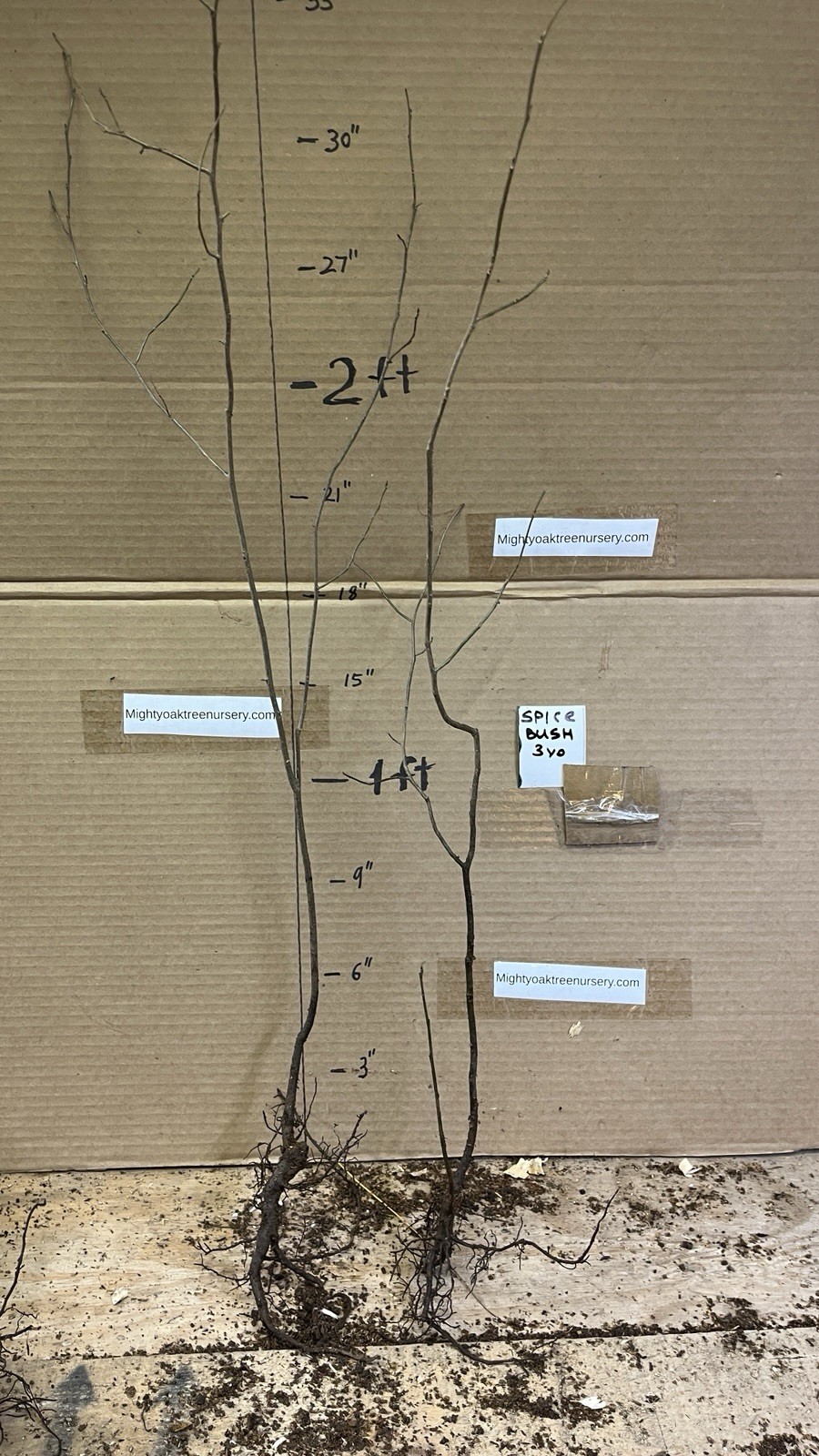 3 yo 2-3 ft tall Northern Spicebush plant (Lindera Benzoin) bare root