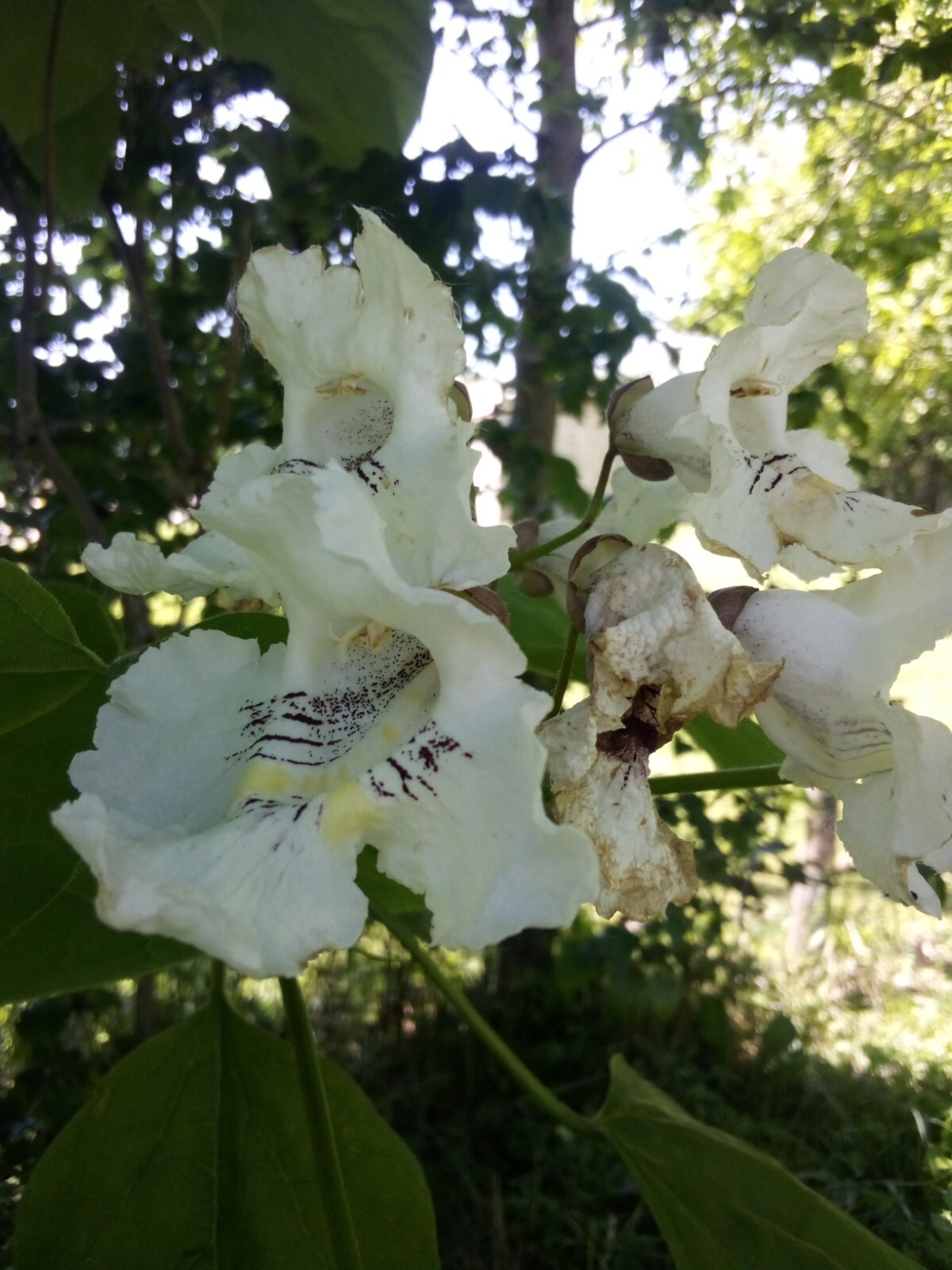 20 SEEDS NORTHERN CATALPA TREE CATALPA SPECIOSA