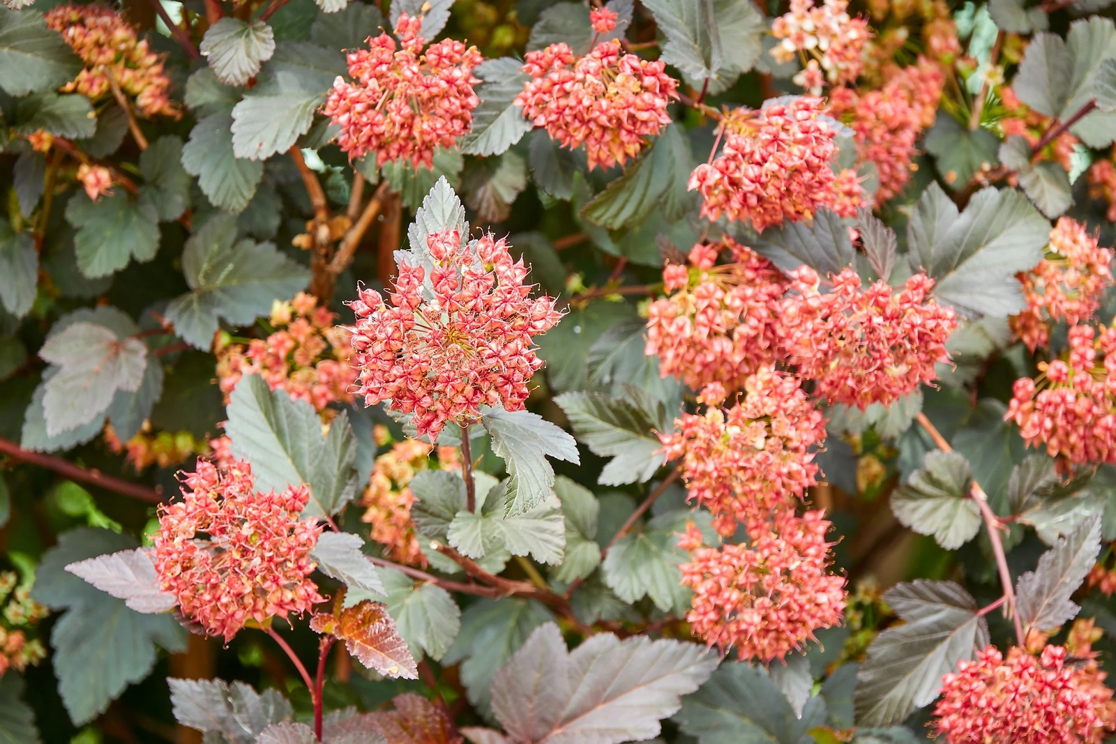 50 PACIFIC NINEBARK Physocarpus Capitatus Western Native Flower Shrub Seeds