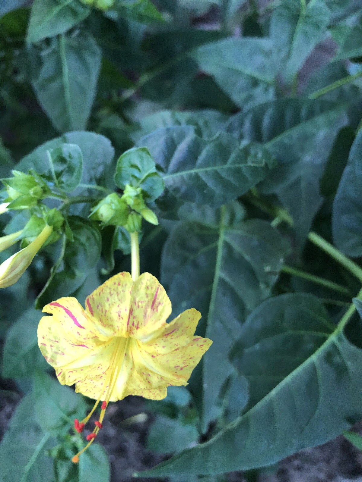 Four o’clocks Seeds 20.