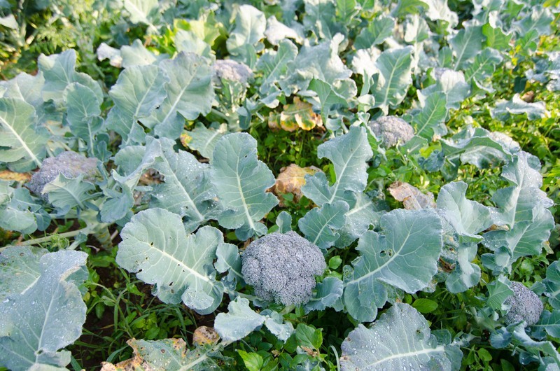 Solstice broccoli seeds