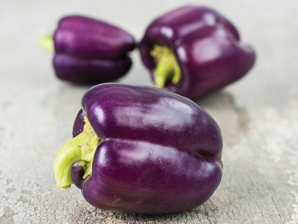 PURPLE BEAUTY SWEET BELL PEPPER SEEDS NON-GMO super color super flavor DELICIOUS
