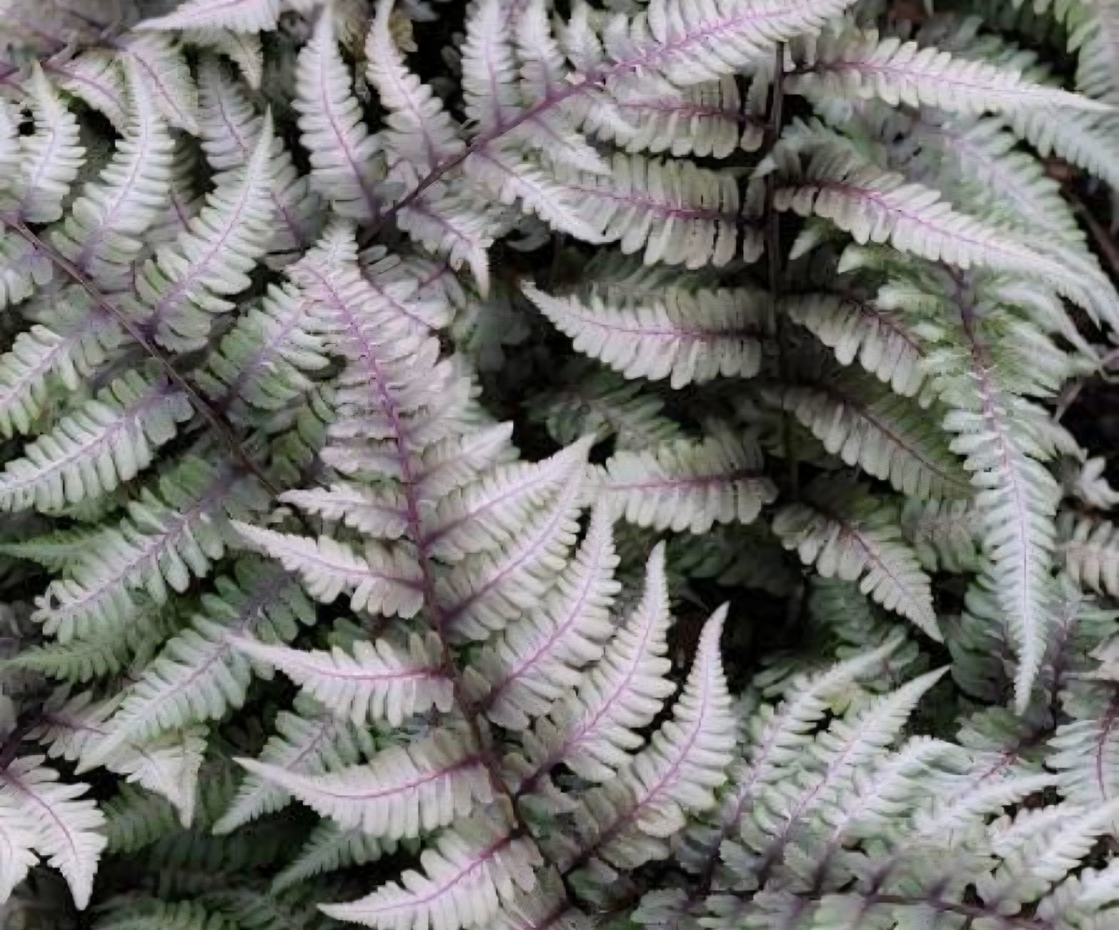 Japanese Painted Fern