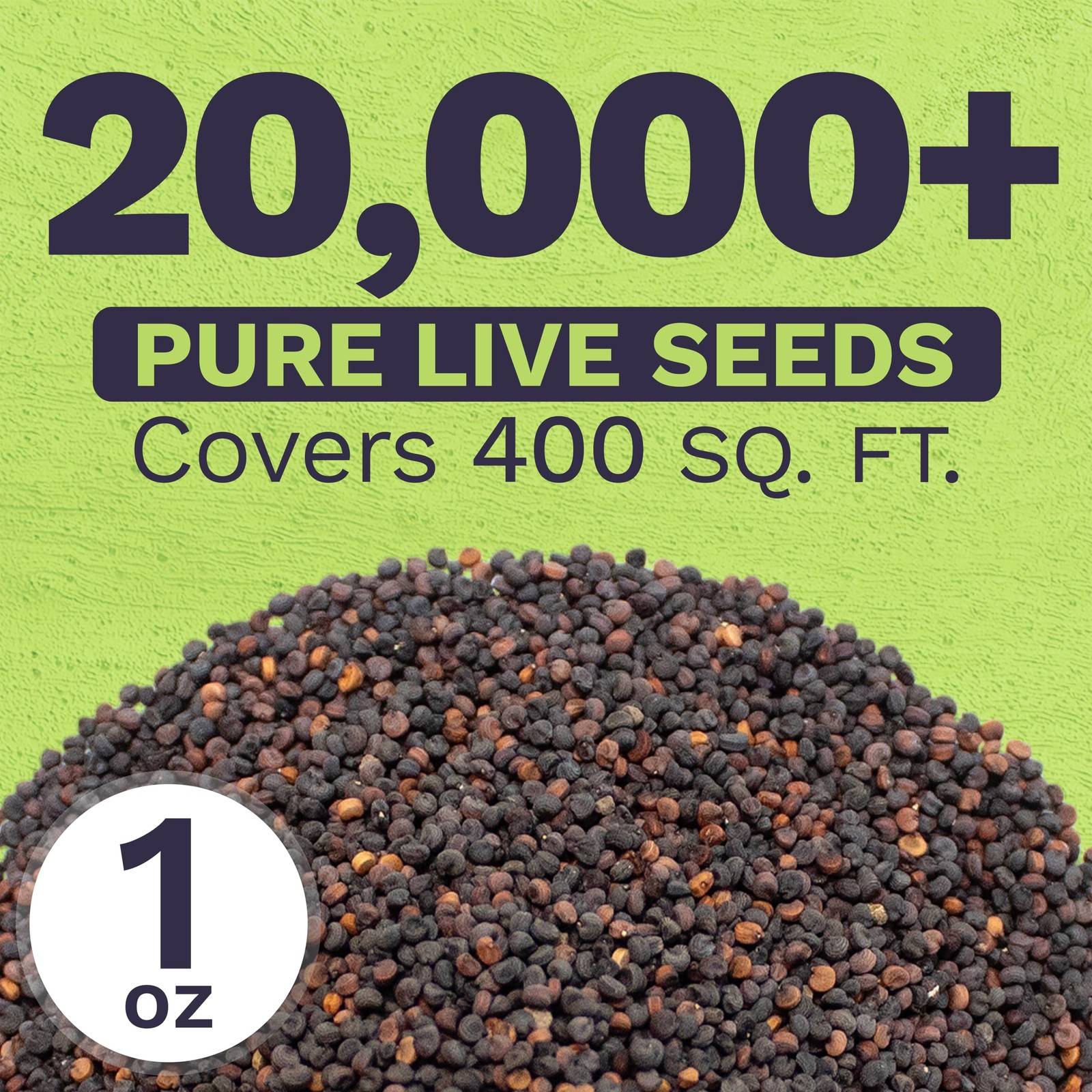 Showy Babys Breath Seeds, Bulk 1/4 Pound Bag, Over 80,000 Non-GMO Seeds