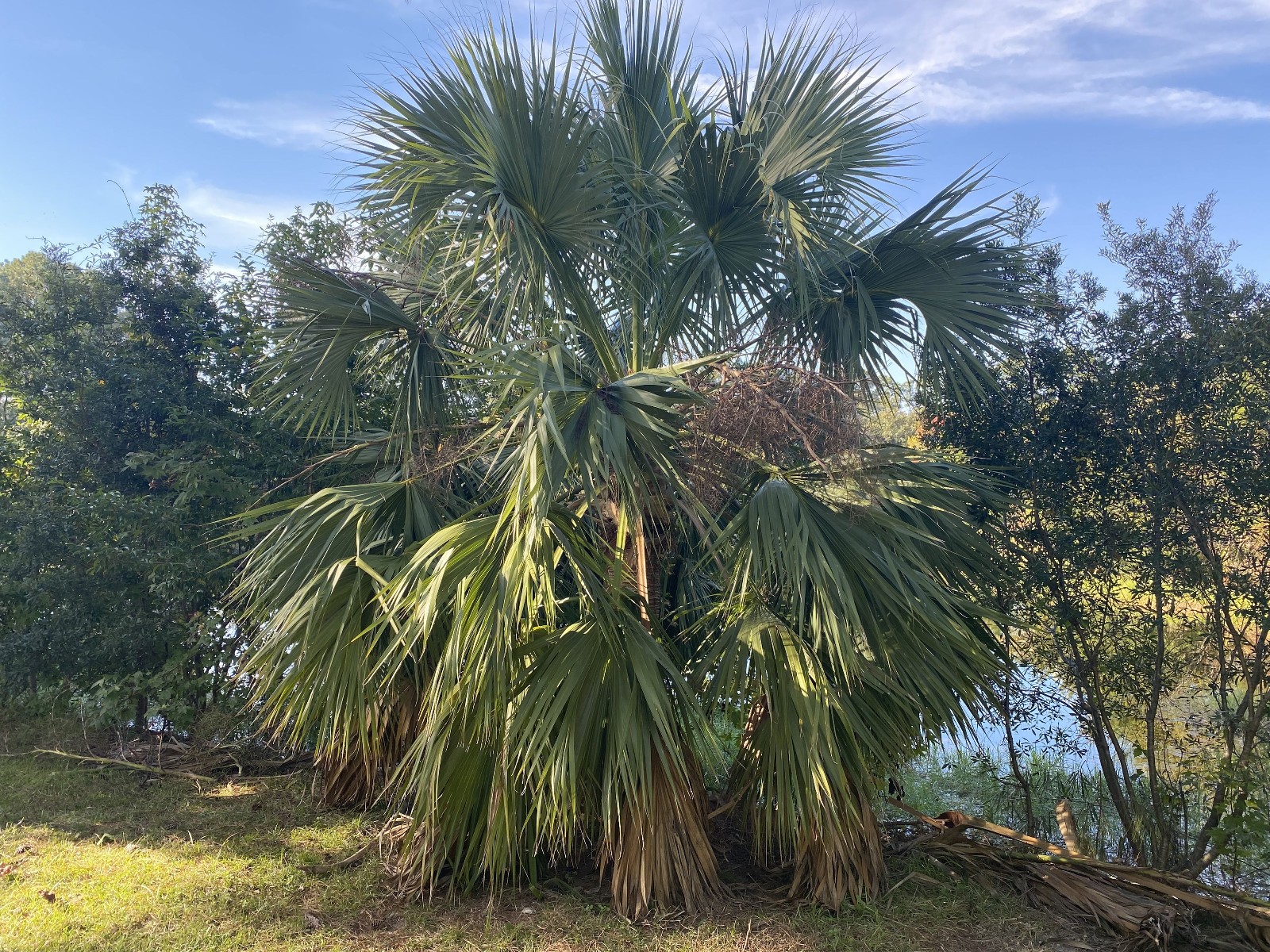 Sabal palmetto var. bahamensis seeds! Bahamian Palmetto! First Time Offered!!!