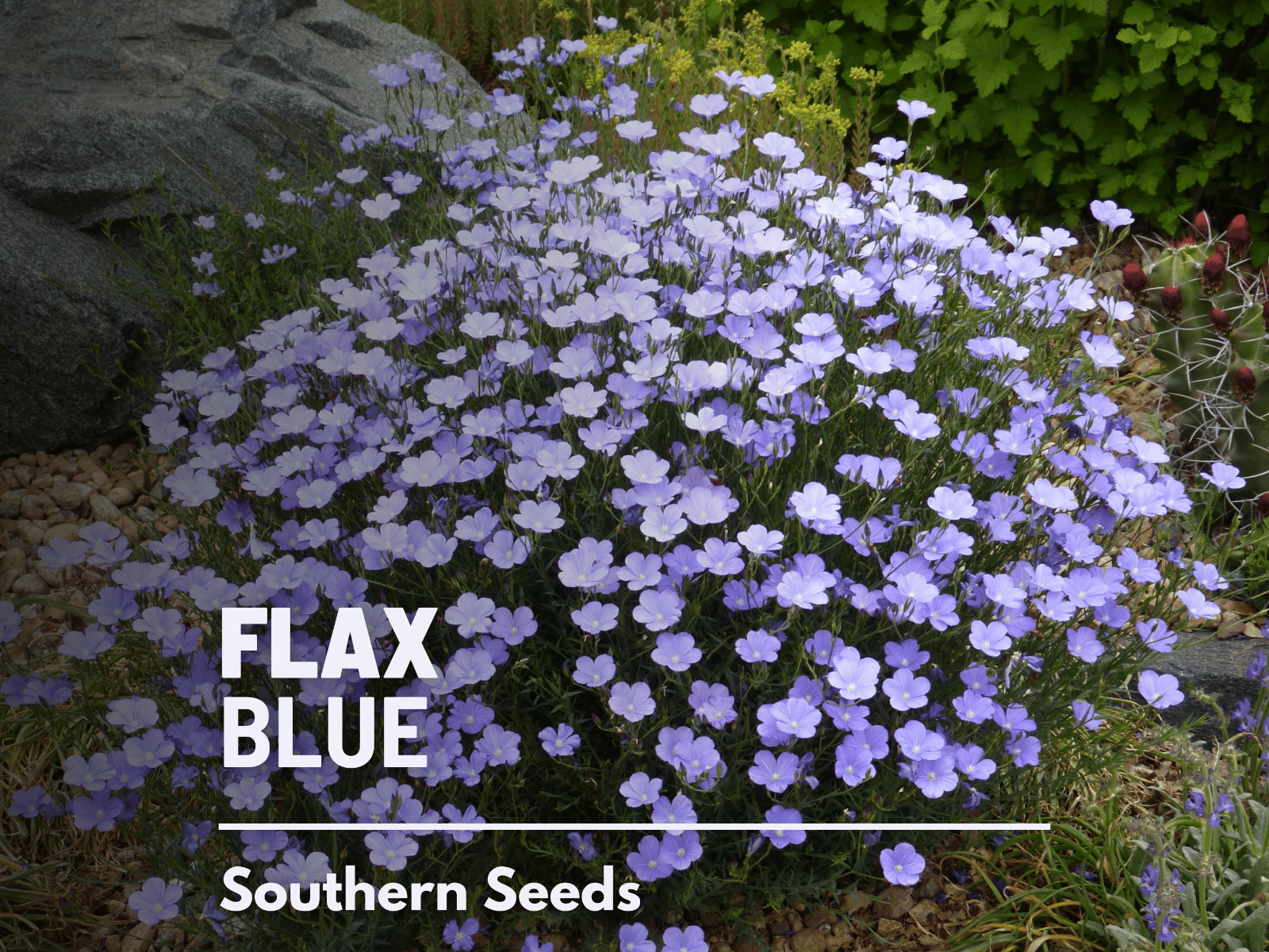 Flax, Blue – “Prairie Flax” – 100 Seeds – Stunning Flowers – Sow Spring or Fall