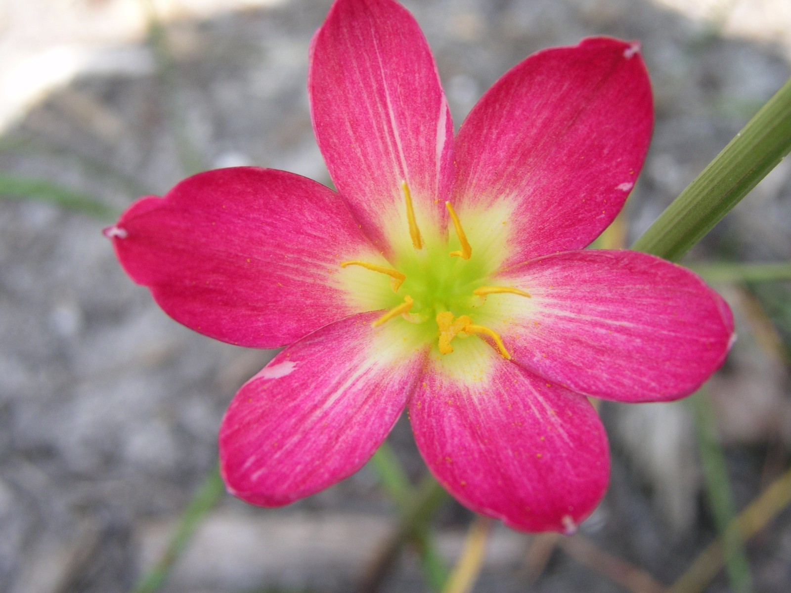 Rain Lily, Zephyranthes Katherinae var. rubra, 1 bulb, NEW, RARE, habranthus