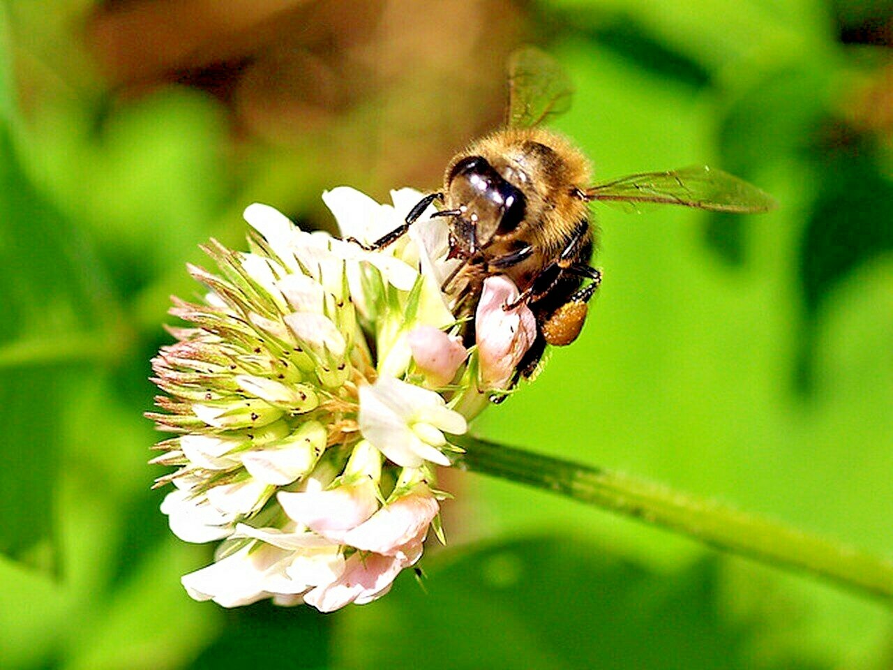 2000+BENEFICIAL INSECT Native Wildflower Mix Seed 7 Different Annual Perennial