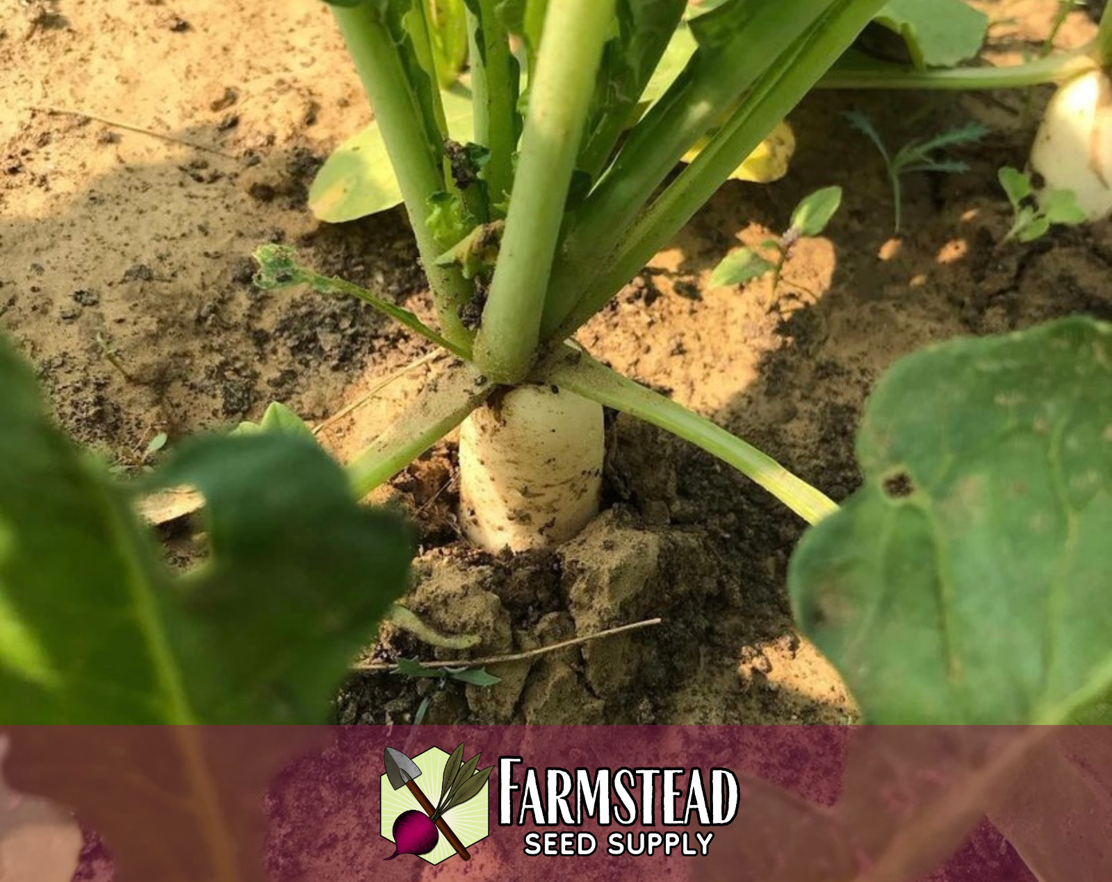 1200+ Radish Seeds [White Icicle] Heirloom, Non-GMO, Natural, Vegetable Seed