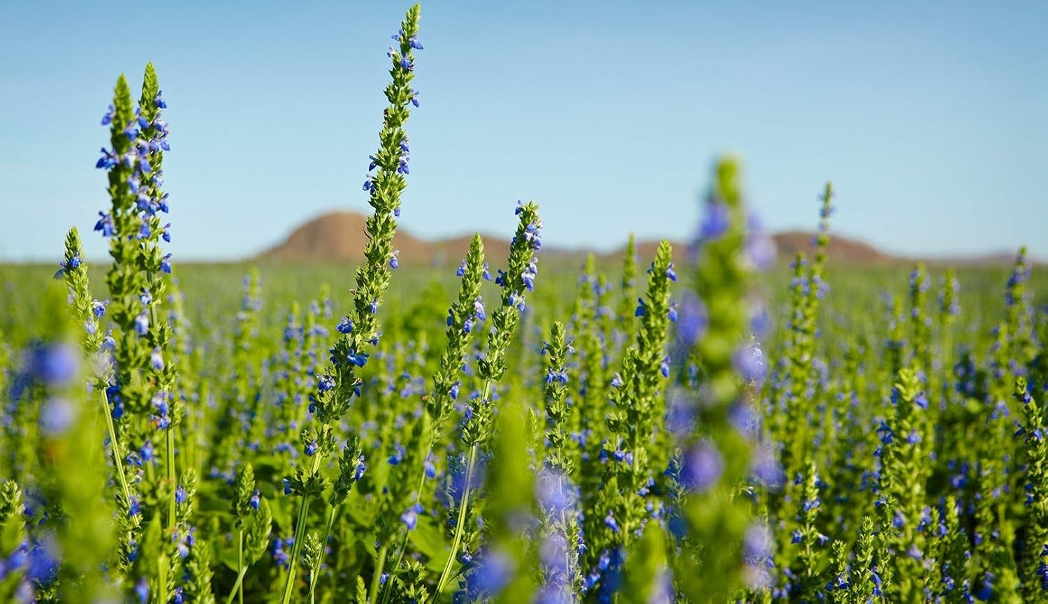 Chia Seeds for Planting – 1000+ Heirloom Seeds – Non-GMO Salvia hispanica