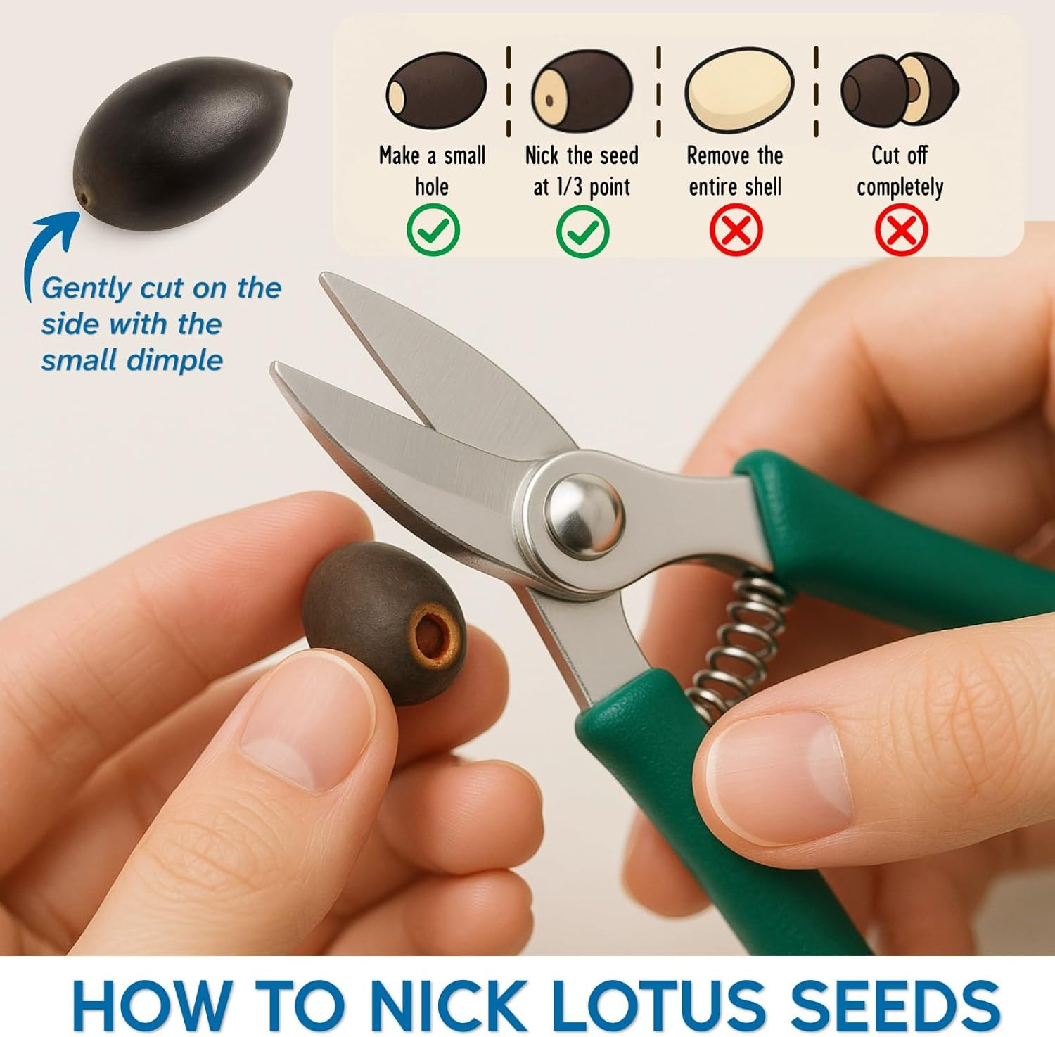 200Pcs Lotus Seeds for Planting – 10 Unique Varieties, Mixed Colors Loto De Cuen