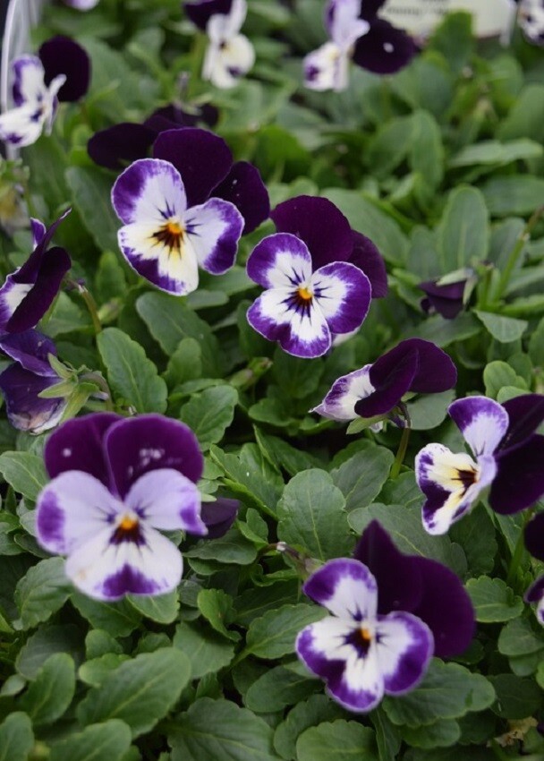 Viola Seeds 25 Penny Mickey Viola Cornuta Seeds