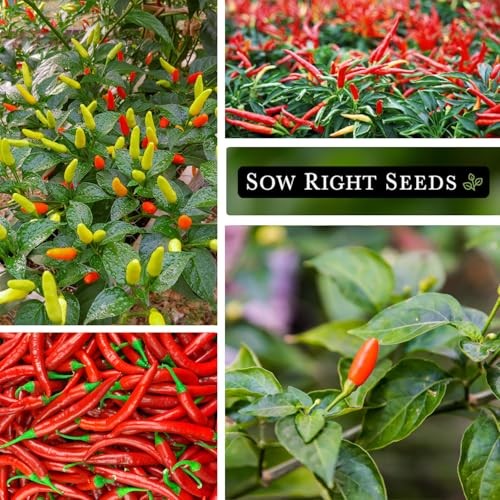 Tabasco Pepper Seeds for Planting – Non-GMO Heirloom Hot Pepper Variety – 1