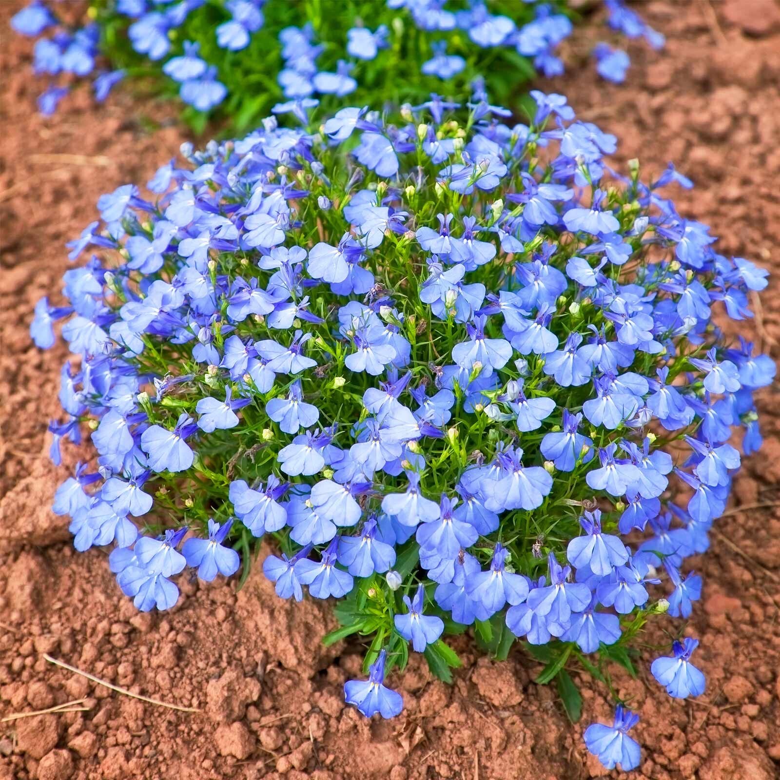 Lobelia Cambridge Blue seeds 100 seeds