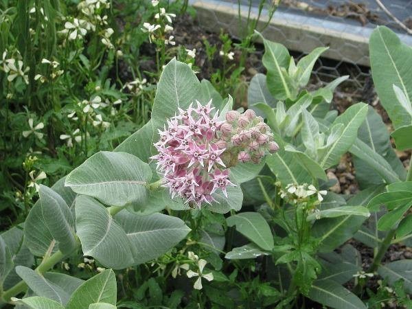 Asclepias speciosa | Showy Milkweed | 1000 Seeds