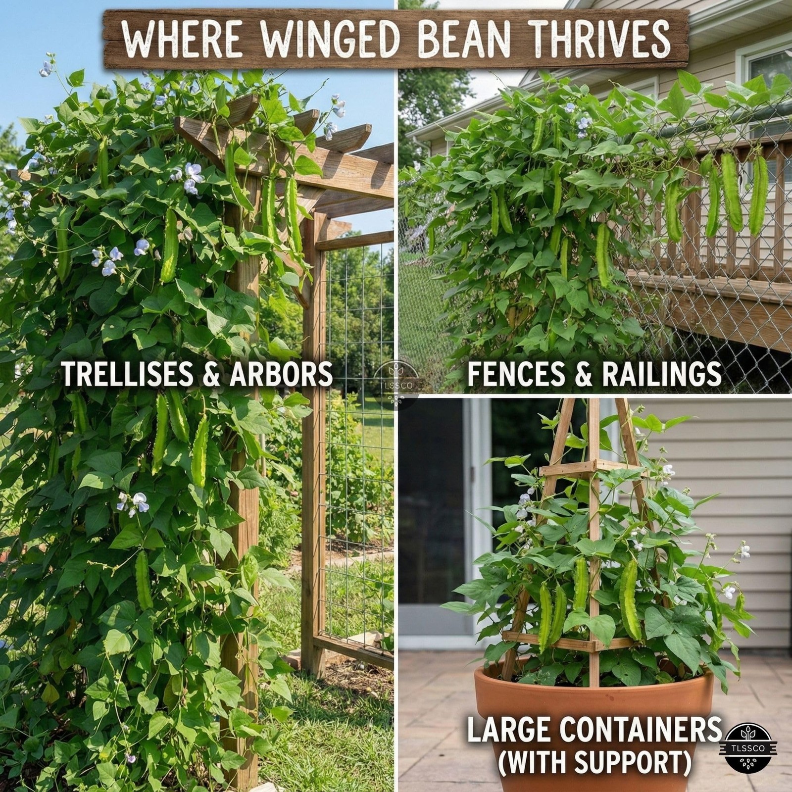 50+ USA Premium Winged Bean Seeds for Planting, Non-GMO Seeds – High-Yield, N…