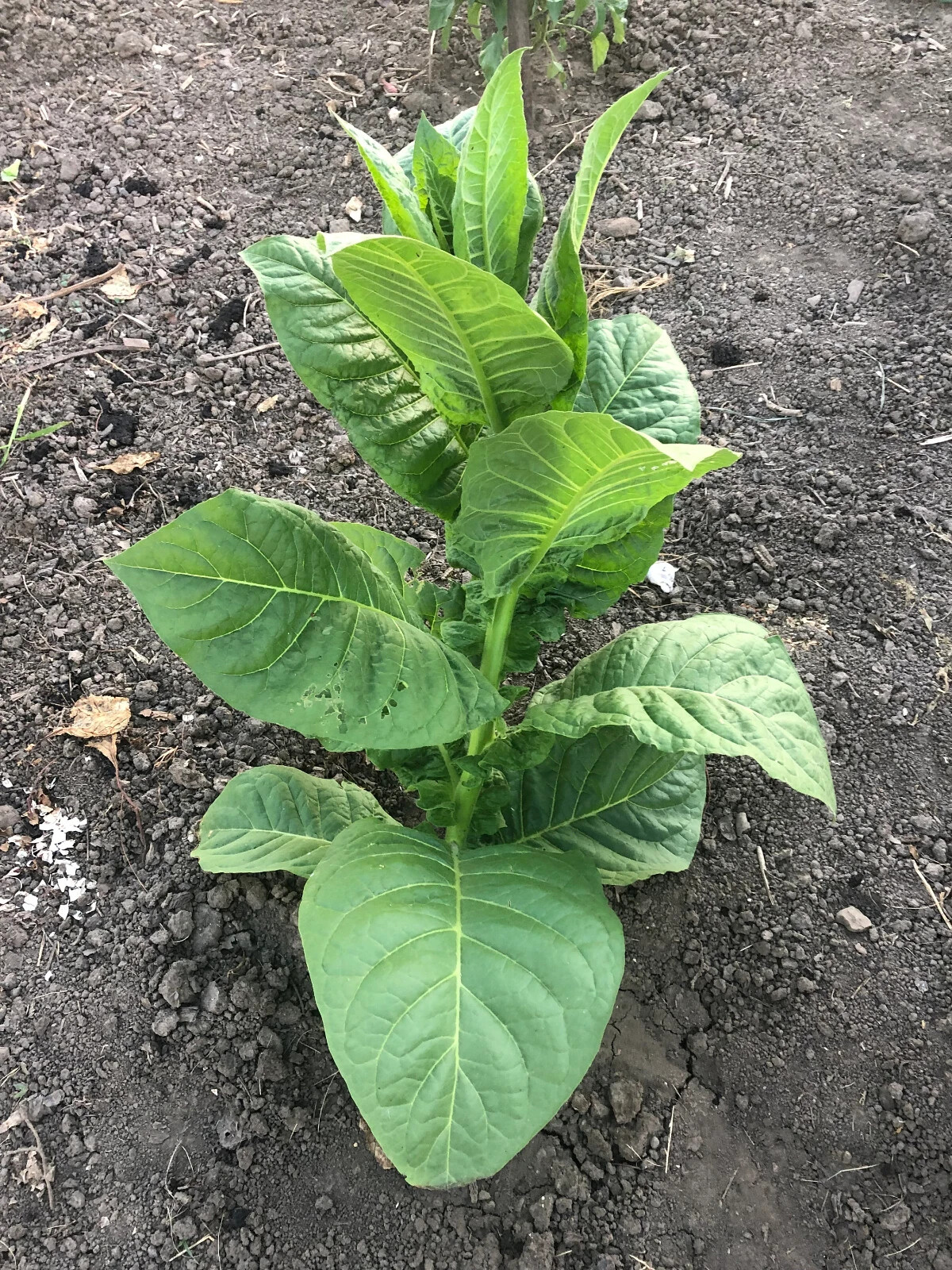 Criollo-98 Tobacco Seeds approx. 2K Non-GMO Free Shipping No Tracking Read Desc