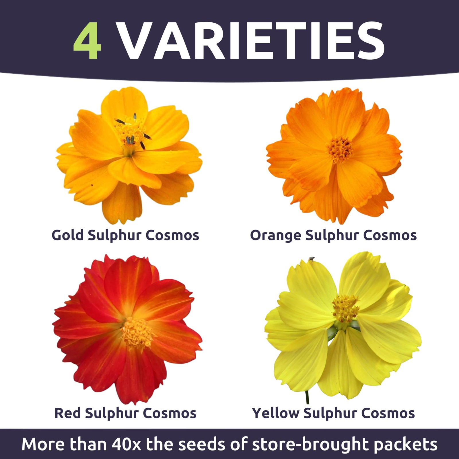 Sulphur Cosmos Bright Lights Mix Bulk 1/4 Pound Pouch 15,000 Flower Seeds …