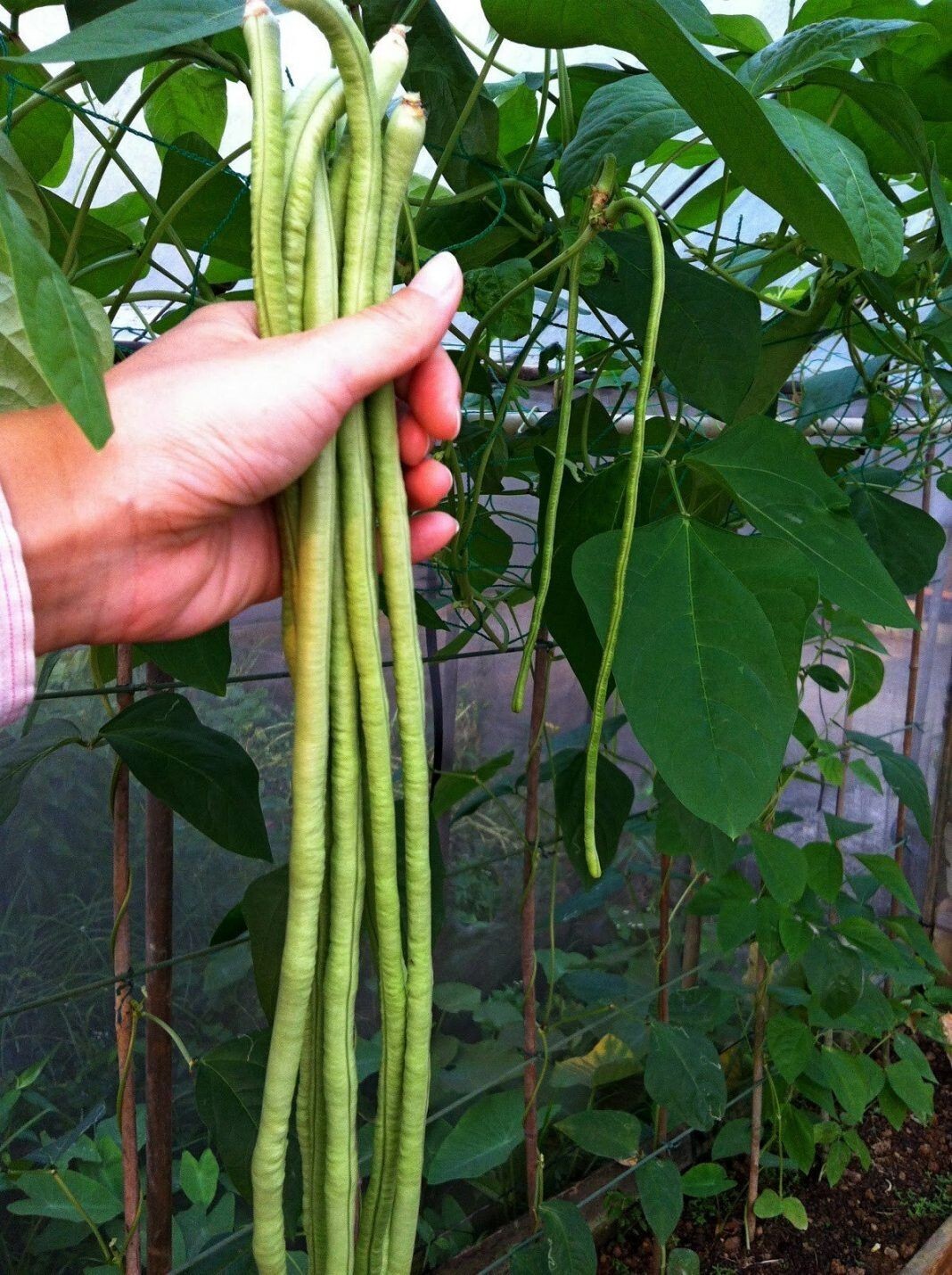 120+ Yard Long Bean Seeds – Asian Chinese Long Bean – Heirloom – NON GMO – FRESH