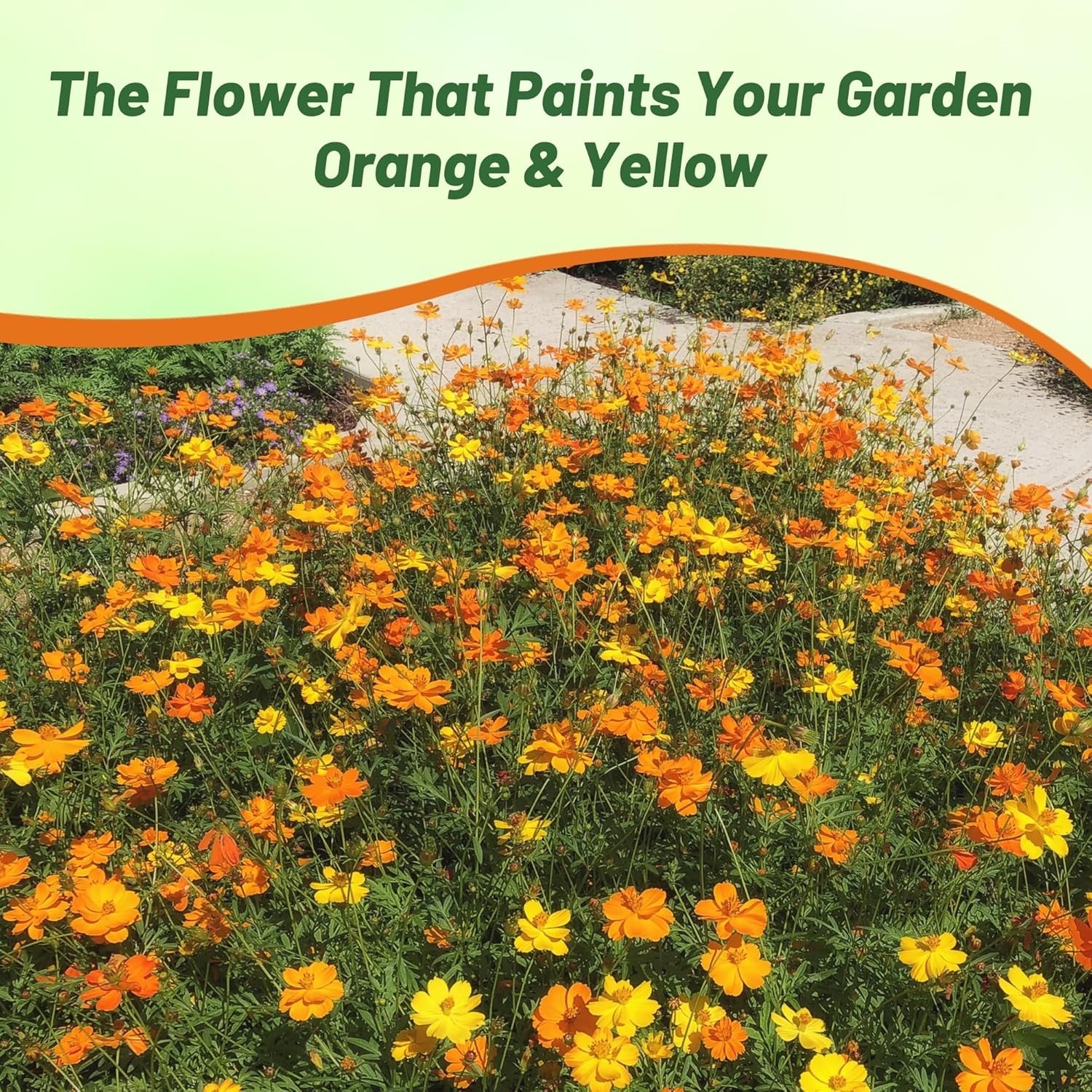 1000 Seeds Drought Tolerant Cosmos Sulphureus Bright Lights Garden Flower