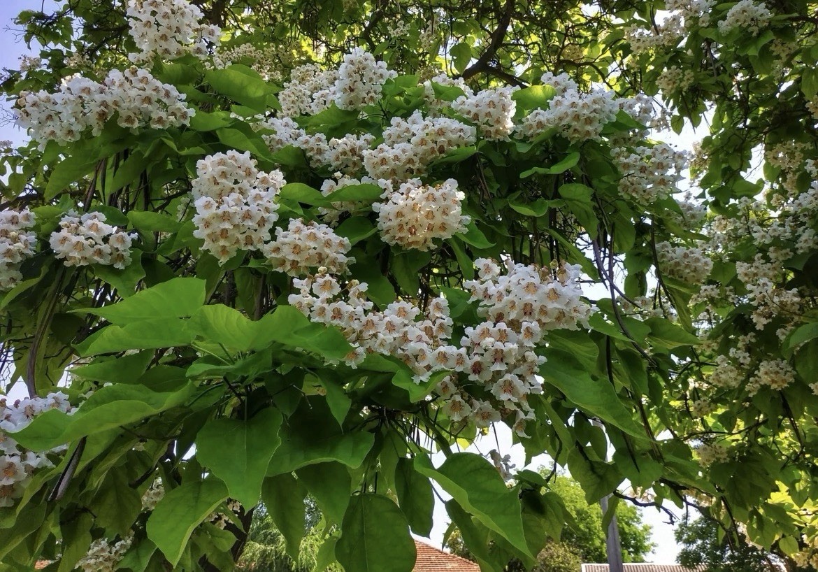 Catalpa Tree Seeds for Planting – 100 Seeds- Stunning Flowers, Large Leaves