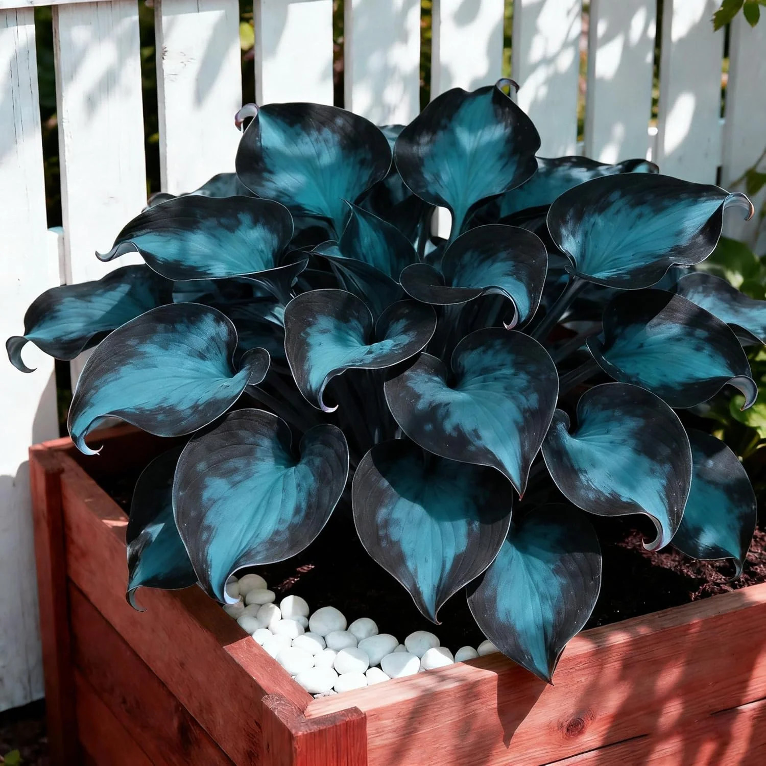 300+ Hosta Seeds for Planting, Mixed Color Exotic Perennial Hosta Seed, Attract