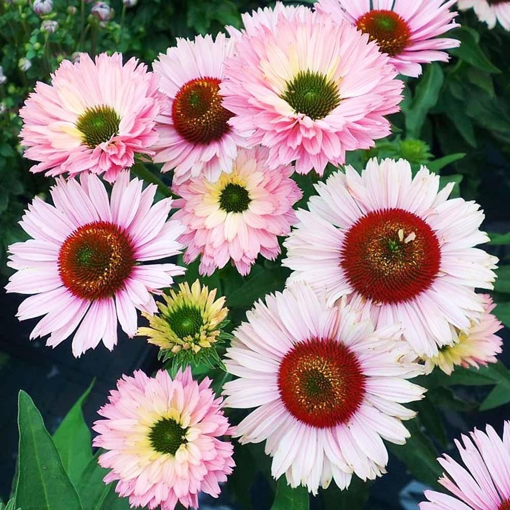 1000+ Mixed Echinacea Sunseeker Salmon Coneflower Flower Seeds for Planting D…