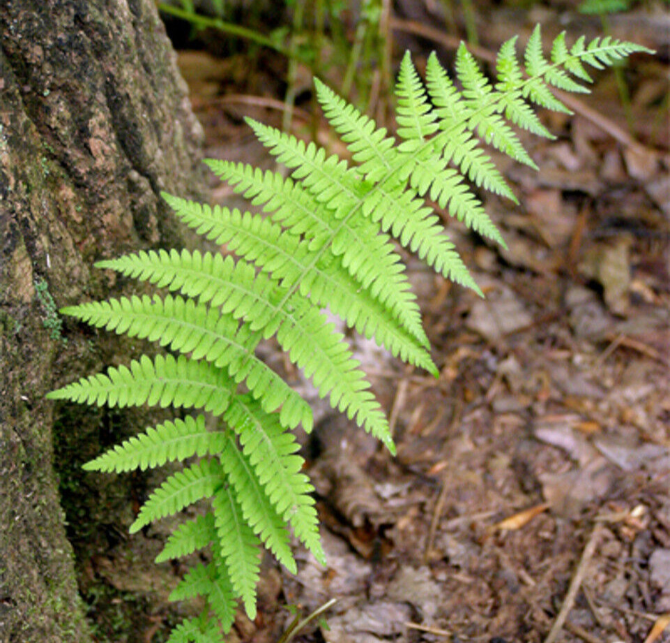 10 Hay Scented Fern Clumps of 10-12 Rhizomes – Dennstaedtia punctilobula