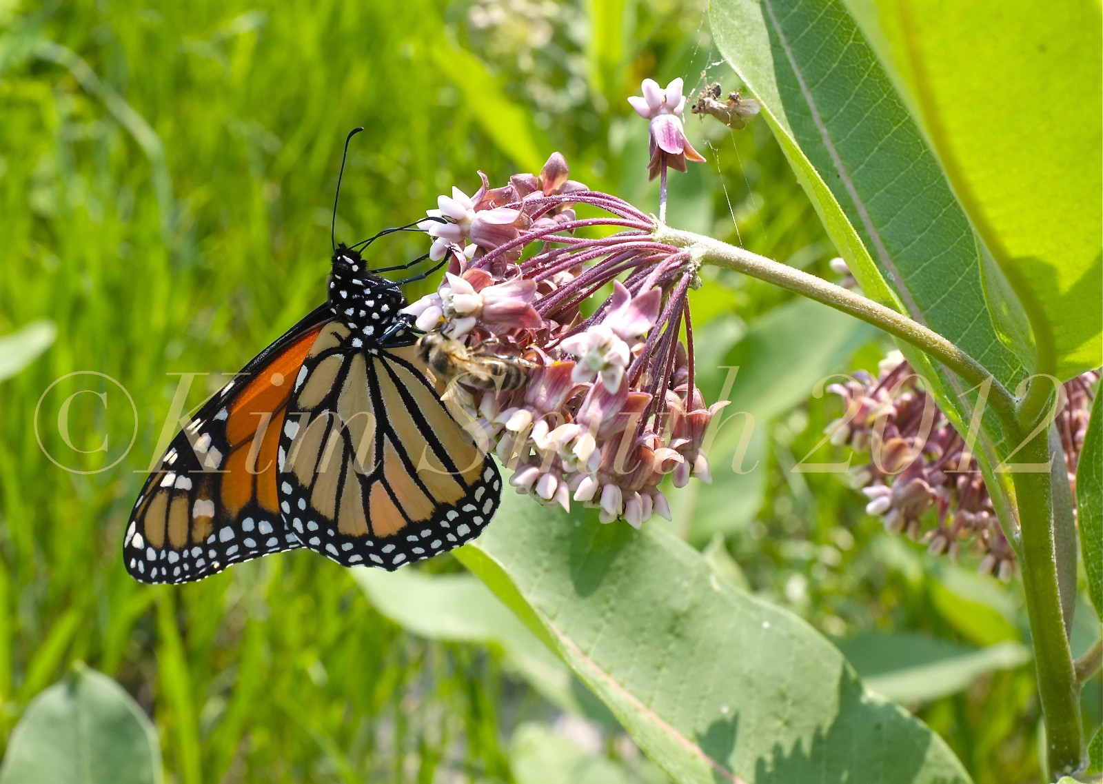 Showy Milkweed Pink Seeds Flower. 50 Seeds. Free Shipping!