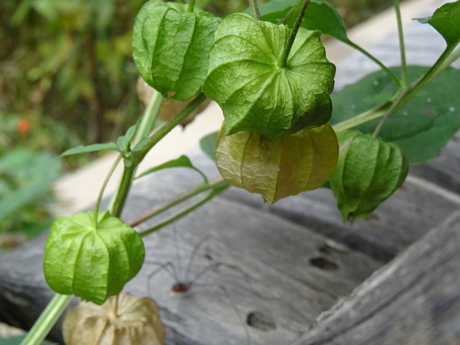 Virginia groundcherry Physalis virginiana Native Perennial Medicinal 25 seeds
