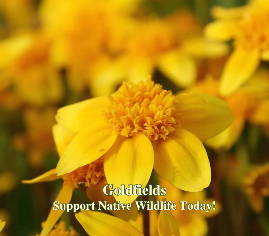 Goldfields Lasthenia glabrata California Native Annual Wild Flower Ground Cover