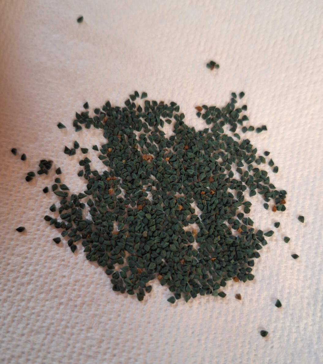 500+ Saluyot Molokhia Egyptian Jute Organic Spinach Seeds. USA Seller