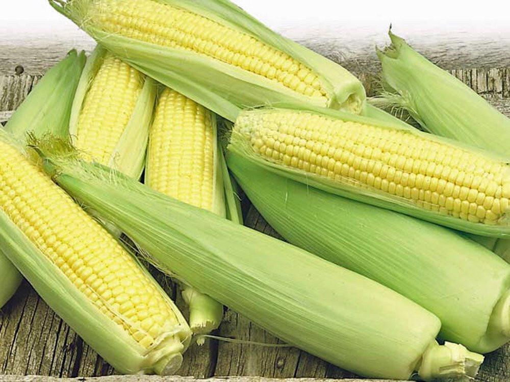 30 Organic Golden Bantam Corn Seeds Heirloom – Non-GMO – Always Fresh Seed!